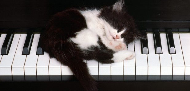 cat sleeping piano kitten